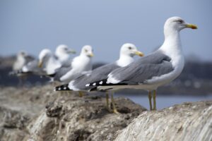 LINEで彼の好意をサインとして読み取る方法は？